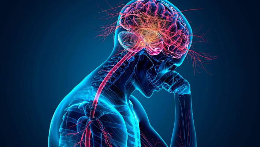 Human nervous system illustration showing nerve inflammation linked to Guillain-Barré Syndrome