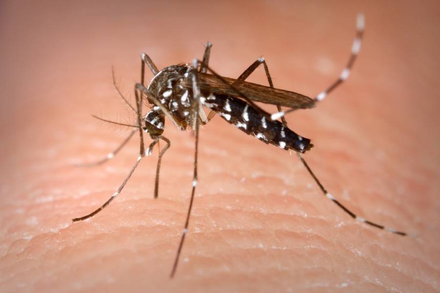 Aedes mosquito responsible for chikungunya infection – Chikungunya Treatment in Coimbatore by Dr. A. Murali